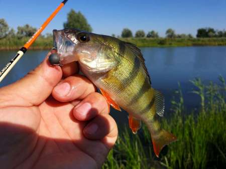 Летний микроджиг Летний микроджиг