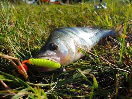 Летний микроджиг Летний микроджиг