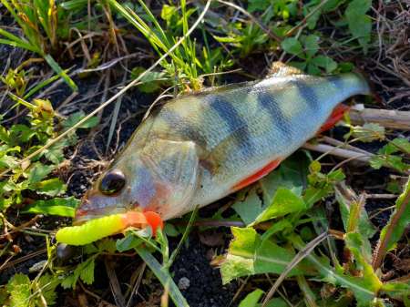 Летний микроджиг Летний микроджиг