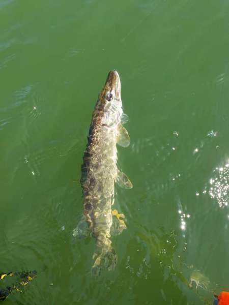 Открытие сезона лодочного джига