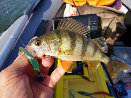 Открытие сезона лодочного джига