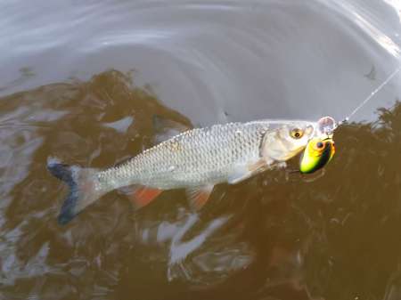 Первые окские голавли сезона 2020