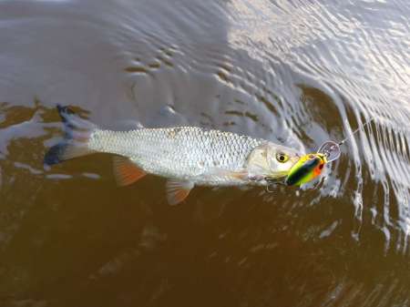 Первые окские голавли сезона 2020