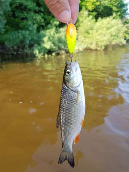 Первые окские голавли сезона 2020