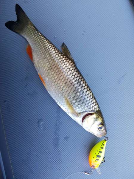 Первые окские голавли сезона 2020