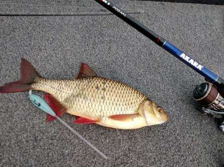 Поиск крупной краснопёрки на сбирулино