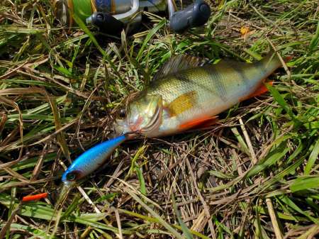 Рыбалка в июне не рыбалка... Рыбалка в июне не рыбалка...