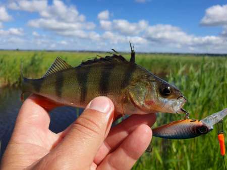 Рыбалка в июне не рыбалка... Рыбалка в июне не рыбалка...