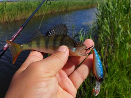 Рыбалка в июне не рыбалка... Рыбалка в июне не рыбалка...