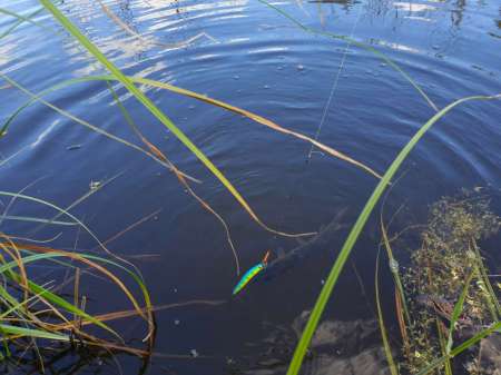 Рыбалка в июне не рыбалка... Рыбалка в июне не рыбалка...