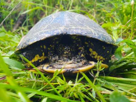 Рыбалка в июне не рыбалка... Рыбалка в июне не рыбалка...