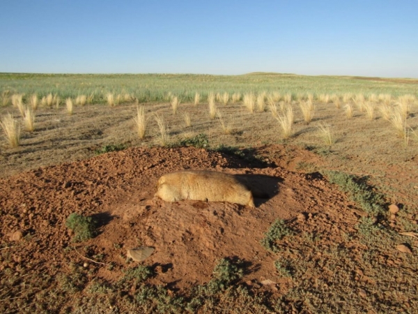 Открытие на сурка 2020 Открытие на сурка 2020