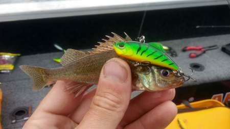 Лучшие приманки для ловли в жару