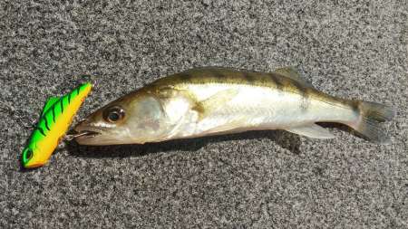 Лучшие приманки для ловли в жару