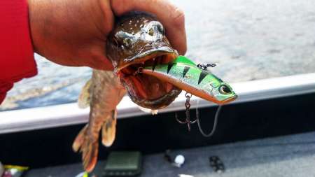 Лучшие приманки для ловли в жару