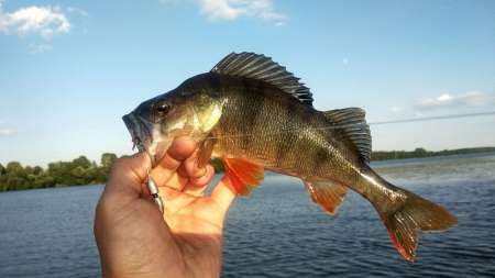 Лучшие приманки для ловли в жару
