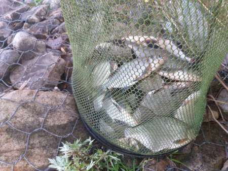 На подлещика в июле... Ловят бутерброды. На подлещика в июле... Ловят бутерброды.