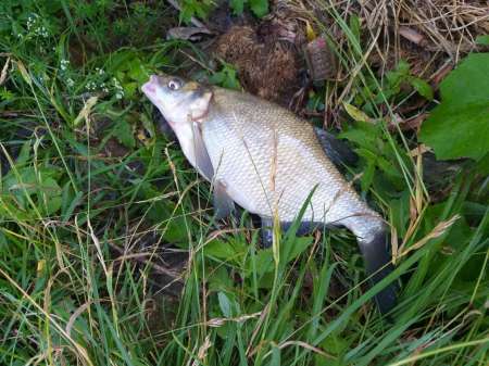 На подлещика в июле... Ловят бутерброды. На подлещика в июле... Ловят бутерброды.