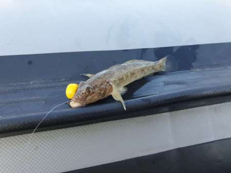 На реку с лодкой за лещом и сазаном