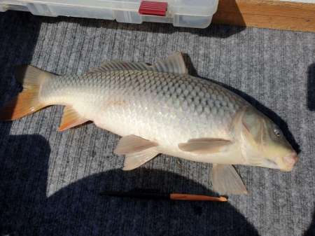 На реку с лодкой за лещом и сазаном