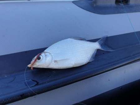 На реку с лодкой за лещом и сазаном