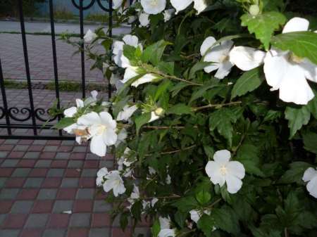 Отдых с маховой удочкой Отдых с маховой удочкой