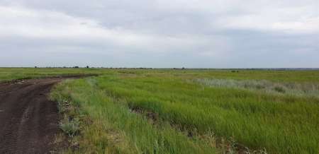 По заросшим местам По заросшим местам