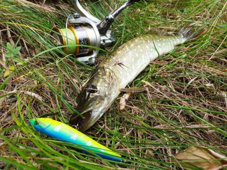 По заросшим местам По заросшим местам