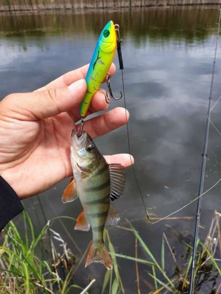 По заросшим местам По заросшим местам