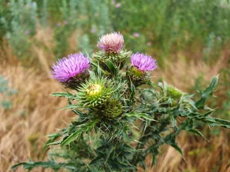 По заросшим местам По заросшим местам