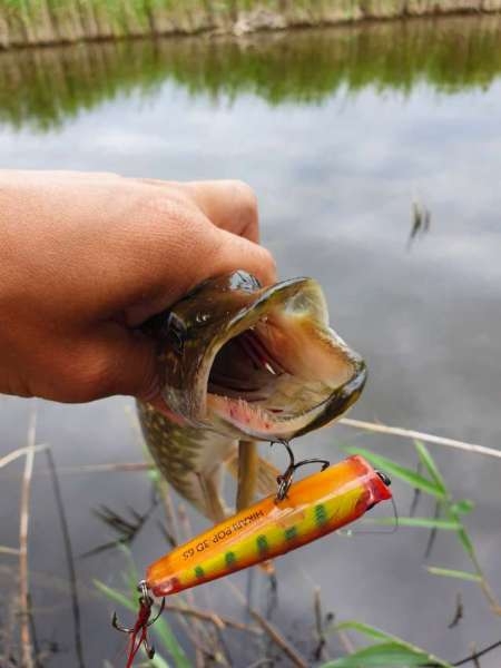 По заросшим местам По заросшим местам