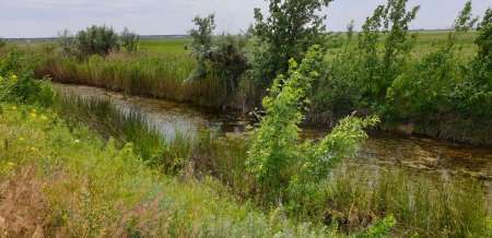 По заросшим местам По заросшим местам