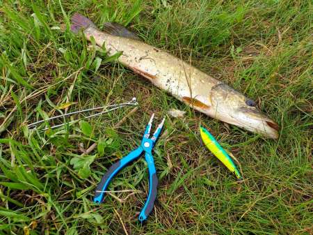 По заросшим местам По заросшим местам