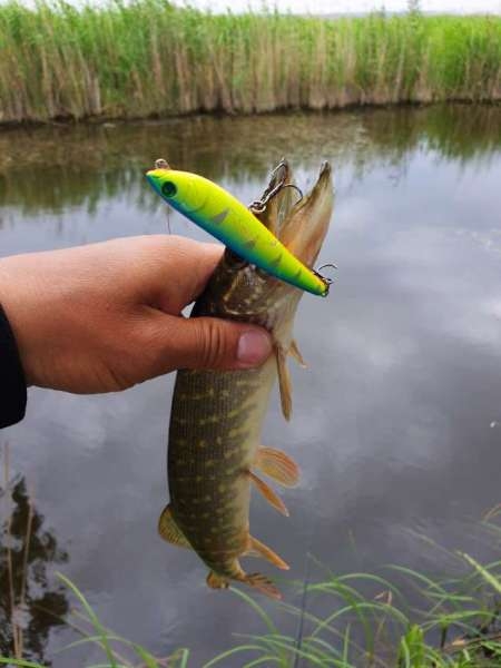 По заросшим местам По заросшим местам