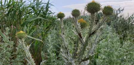 По заросшим местам По заросшим местам