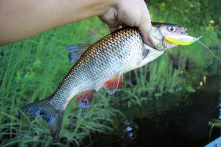 Рыбалка на реке в Новгородской области Рыбалка на реке в Новгородской области
