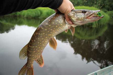 Рыбалка на реке в Новгородской области Рыбалка на реке в Новгородской области