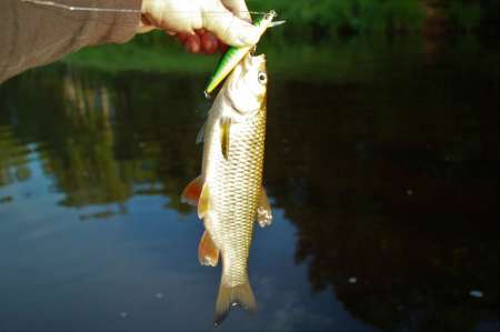 Рыбалка на реке в Новгородской области Рыбалка на реке в Новгородской области