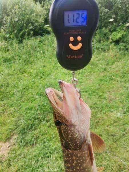 Щука сибирских лиманов