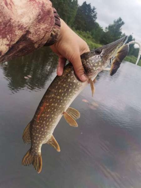 Щука сибирских лиманов