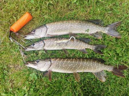 Щука сибирских лиманов