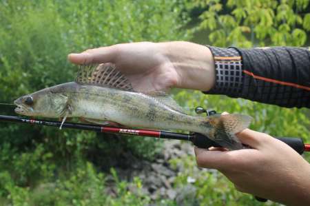 Сом, судаки и окуни. Микроджиг в городе.