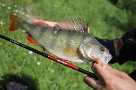 Сом, судаки и окуни. Микроджиг в городе.