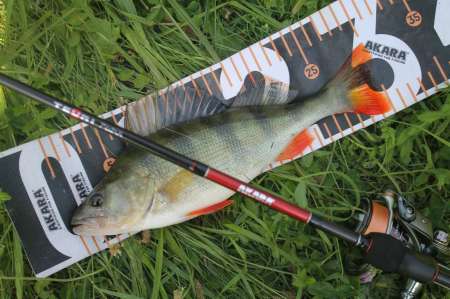 Сом, судаки и окуни. Микроджиг в городе.