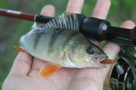Сом, судаки и окуни. Микроджиг в городе.