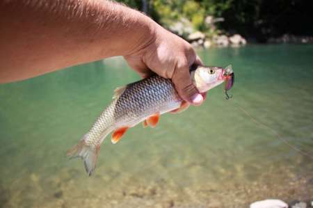 Трудовая рыбалка на горной реке Трудовая рыбалка на горной реке