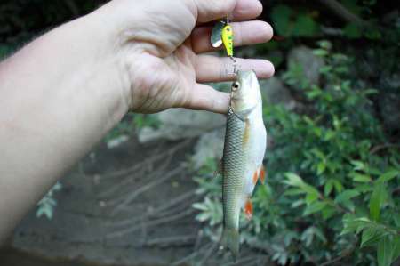 Трудовая рыбалка на горной реке Трудовая рыбалка на горной реке