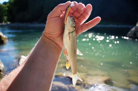 Трудовая рыбалка на горной реке Трудовая рыбалка на горной реке