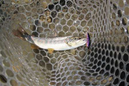 Трудовая рыбалка на горной реке Трудовая рыбалка на горной реке