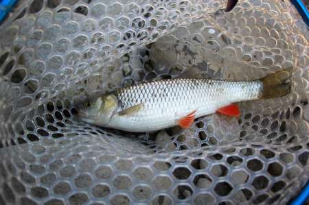 Трудовая рыбалка на горной реке Трудовая рыбалка на горной реке